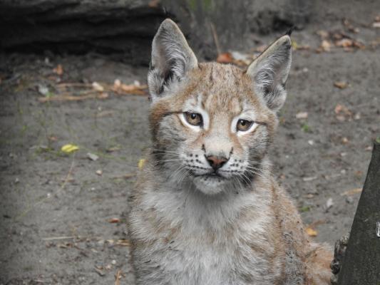 heimattiergarten-tierpark-zoo-fuerstenwalde-tiere-224