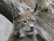 heimattiergarten-tierpark-zoo-fuerstenwalde-tiere-228