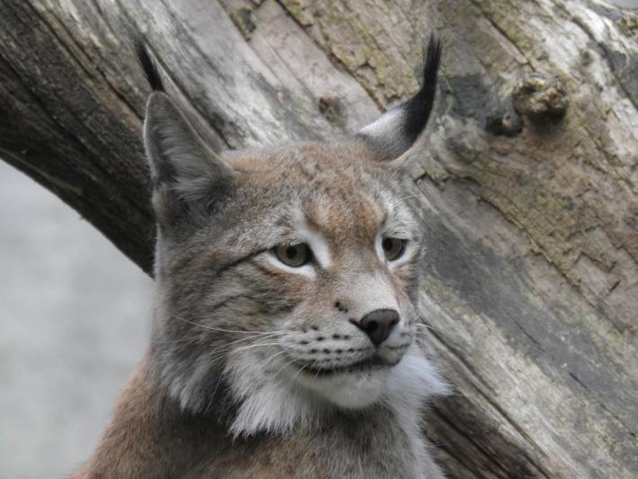 heimattiergarten-tierpark-zoo-fuerstenwalde-tiere-228