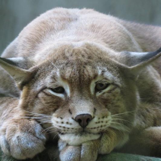 heimattiergarten-tierpark-zoo-fuerstenwalde-tiere-233