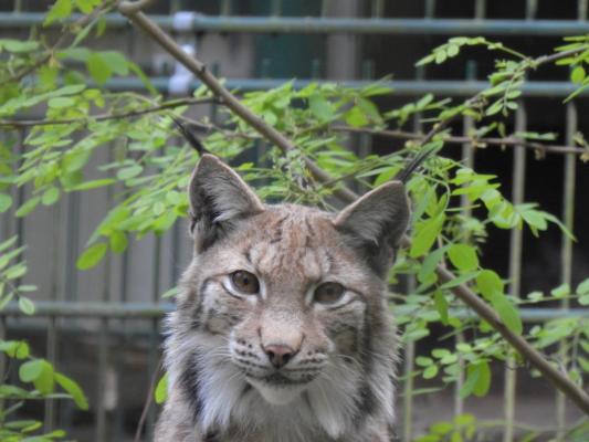 heimattiergarten-tierpark-zoo-fuerstenwalde-tiere-235