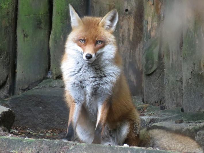 heimattiergarten-tierpark-zoo-fuerstenwalde-tiere-301