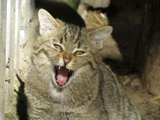heimattiergarten-tierpark-zoo-fuerstenwalde-tiere-437