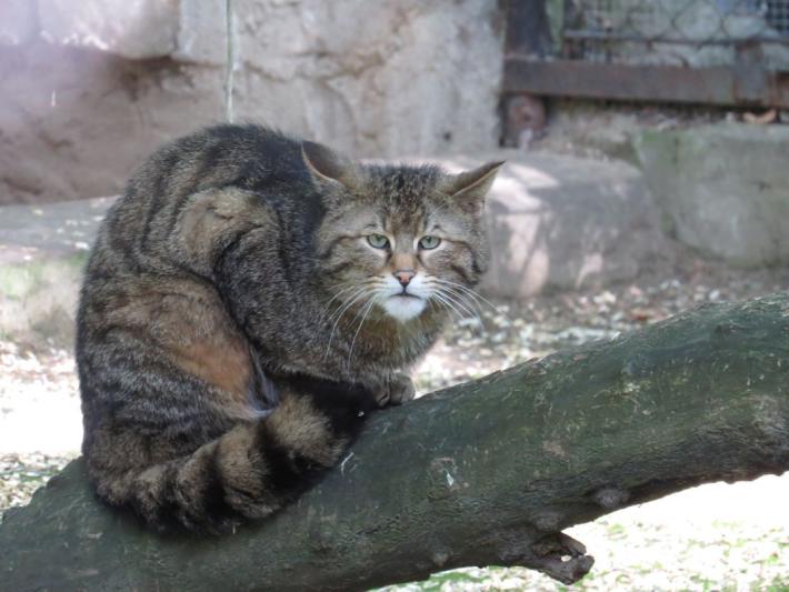 heimattiergarten-tierpark-zoo-fuerstenwalde-tiere-438