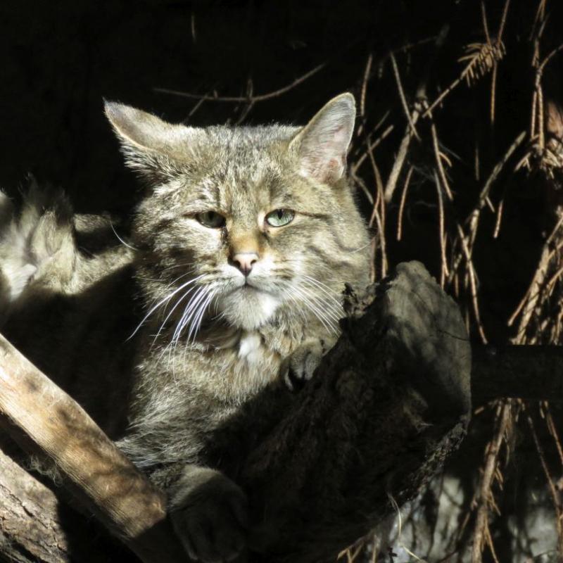 heimattiergarten-tierpark-zoo-fuerstenwalde-tiere-442
