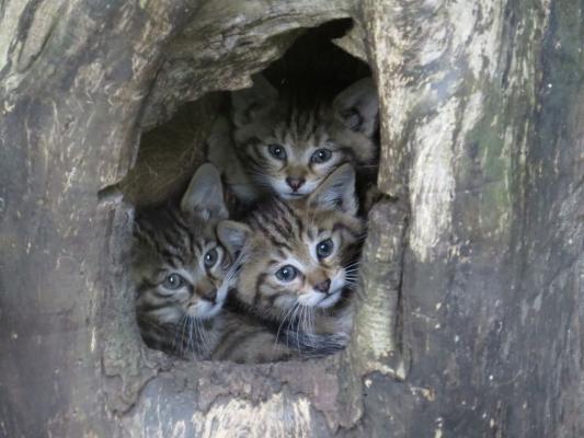 heimattiergarten-tierpark-zoo-fuerstenwalde-tiere-443