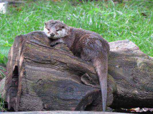 heimattiergarten-tierpark-zoo-fuerstenwalde-tiere-475