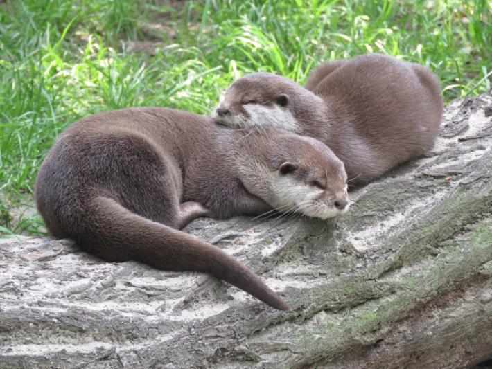 heimattiergarten-tierpark-zoo-fuerstenwalde-tiere-477