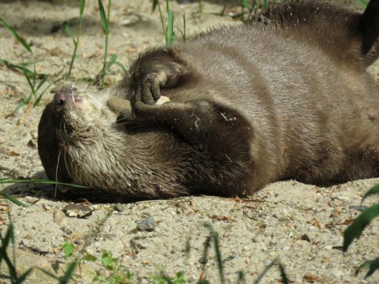 heimattiergarten-tierpark-zoo-fuerstenwalde-tiere-480