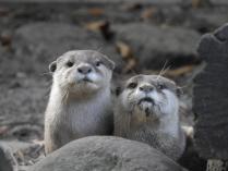 heimattiergarten-tierpark-zoo-fuerstenwalde-tiere-483