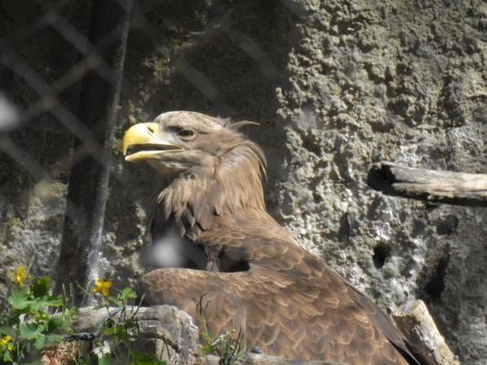heimattiergarten-tierpark-zoo-fuerstenwalde-tiere-129