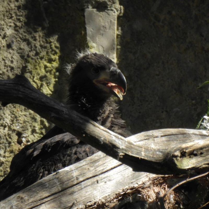 heimattiergarten-tierpark-zoo-fuerstenwalde-tiere-133