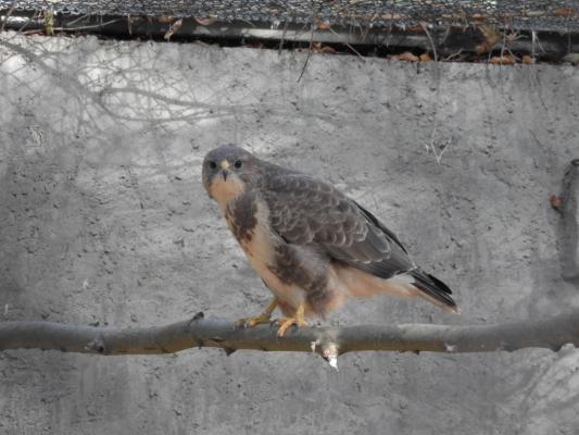heimattiergarten-tierpark-zoo-fuerstenwalde-tiere-257