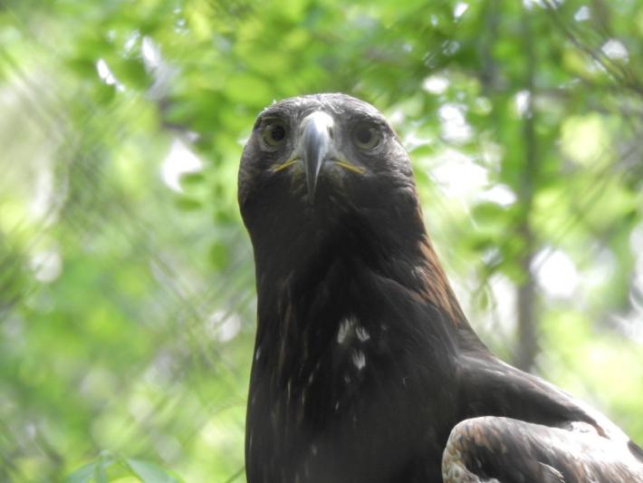 heimattiergarten-tierpark-zoo-fuerstenwalde-tiere-346