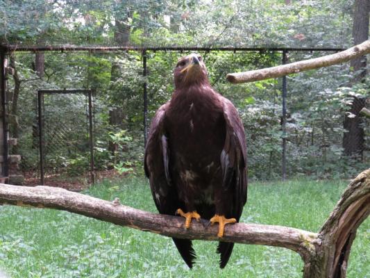 heimattiergarten-tierpark-zoo-fuerstenwalde-tiere-357