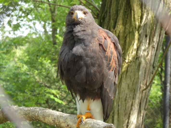 heimattiergarten-tierpark-zoo-fuerstenwalde-tiere-459