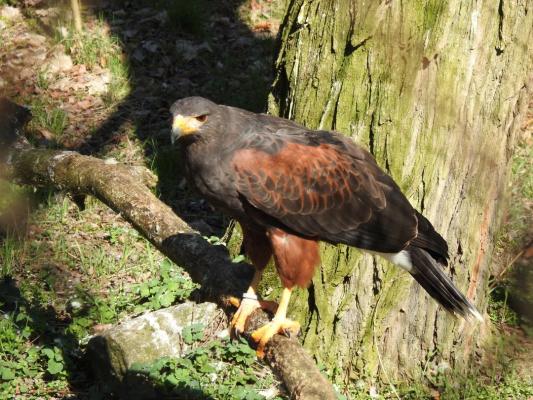 heimattiergarten-tierpark-zoo-fuerstenwalde-tiere-462