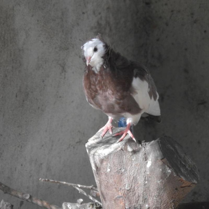 heimattiergarten-tierpark-zoo-fuerstenwalde-tiere-023