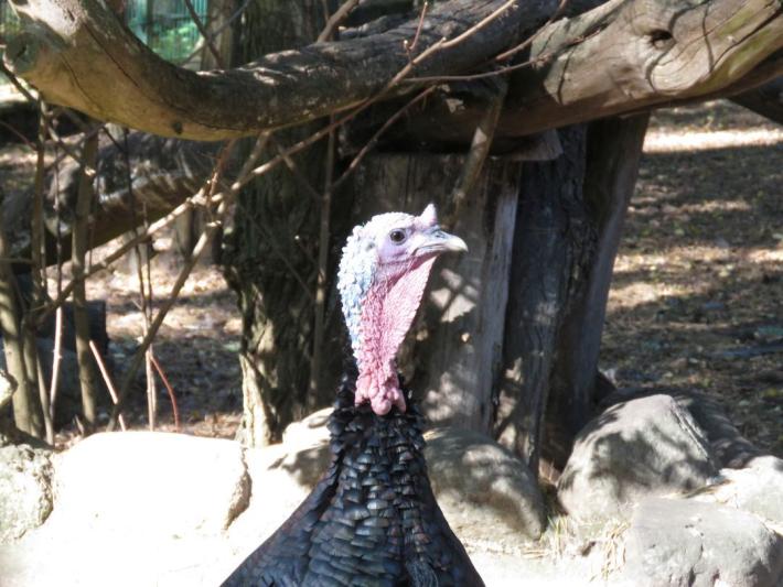 heimattiergarten-tierpark-zoo-fuerstenwalde-tiere-080