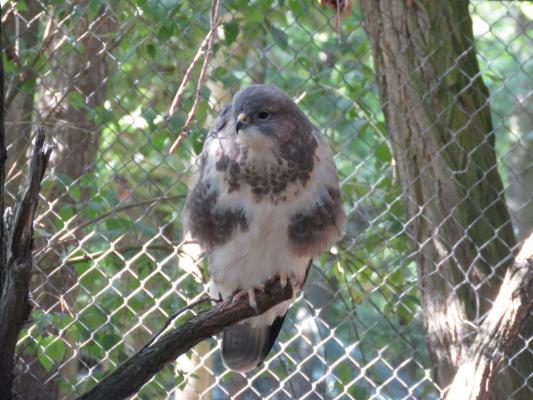 heimattiergarten-tierpark-zoo-fuerstenwalde-tiere-258