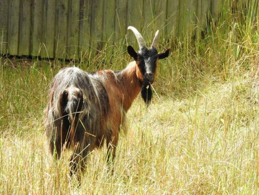 heimattiergarten-tierpark-zoo-fuerstenwalde-tiere-377