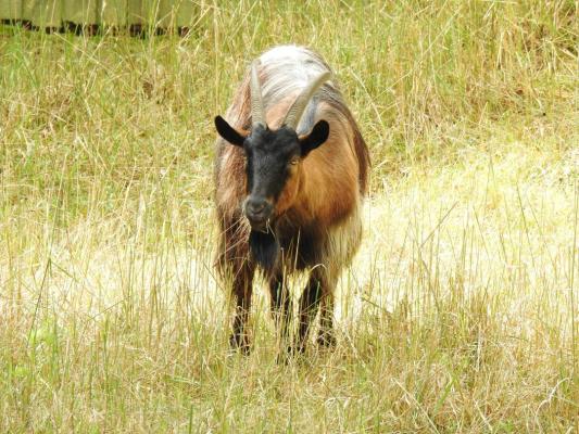 heimattiergarten-tierpark-zoo-fuerstenwalde-tiere-378