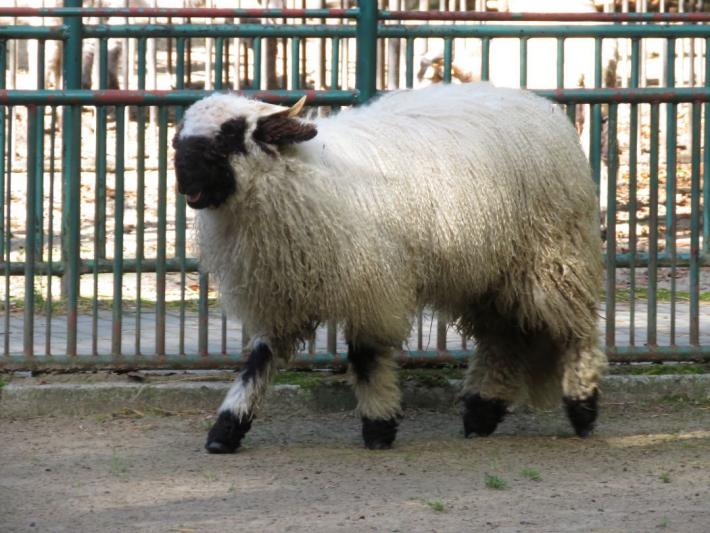 heimattiergarten-tierpark-zoo-fuerstenwalde-tiere-413