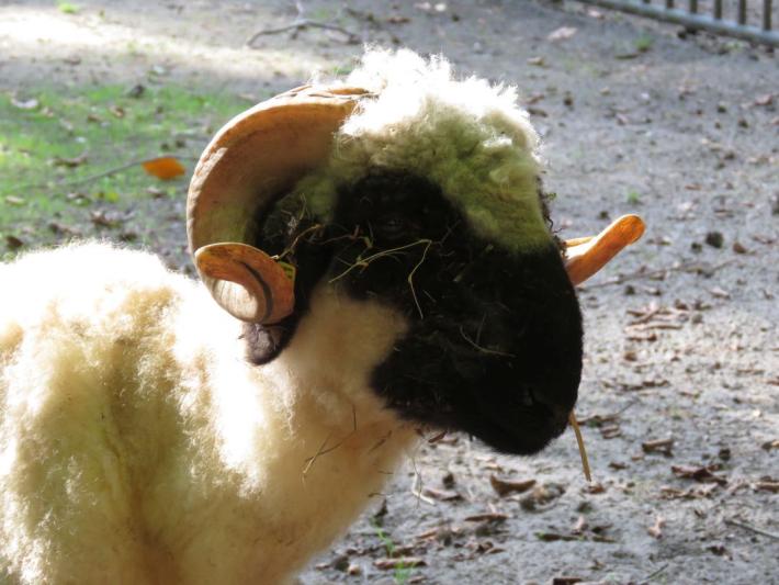 heimattiergarten-tierpark-zoo-fuerstenwalde-tiere-414