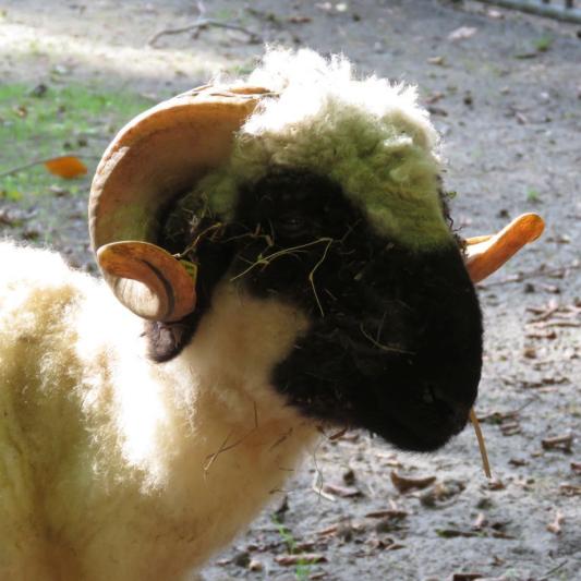 heimattiergarten-tierpark-zoo-fuerstenwalde-tiere-414