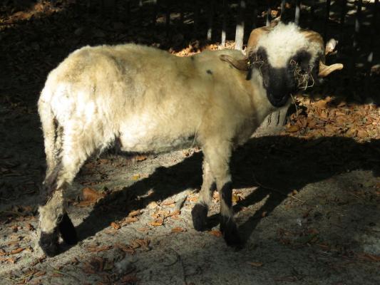 heimattiergarten-tierpark-zoo-fuerstenwalde-tiere-415