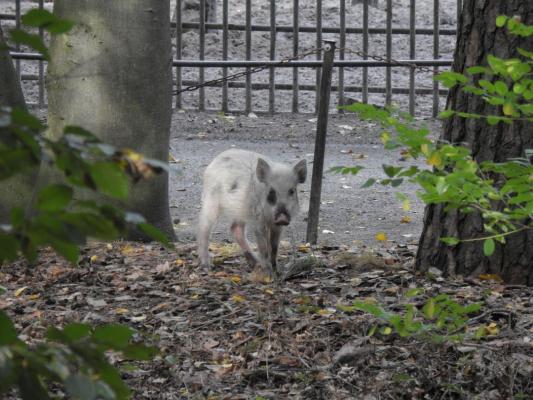 heimattiergarten-tierpark-zoo-fuerstenwalde-tiere-446