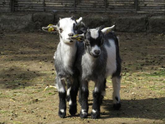 heimattiergarten-tierpark-zoo-fuerstenwalde-tiere-484
