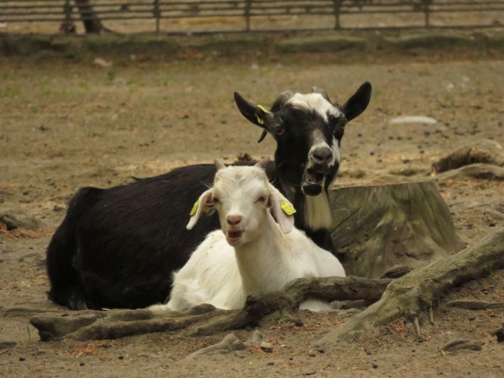heimattiergarten-tierpark-zoo-fuerstenwalde-tiere-487