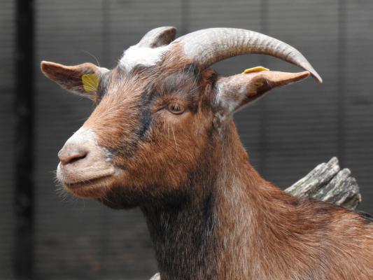 heimattiergarten-tierpark-zoo-fuerstenwalde-tiere-490