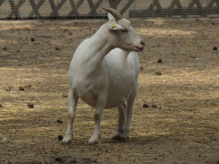 heimattiergarten-tierpark-zoo-fuerstenwalde-tiere-494