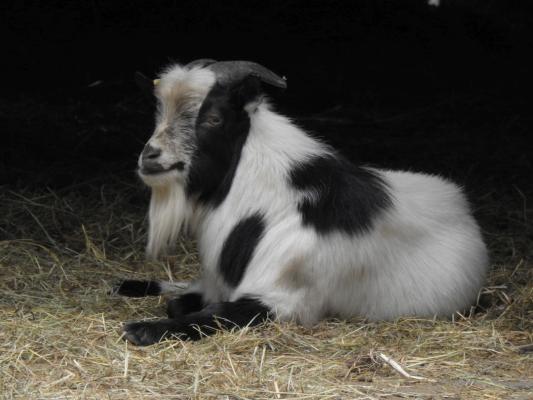 heimattiergarten-tierpark-zoo-fuerstenwalde-tiere-495