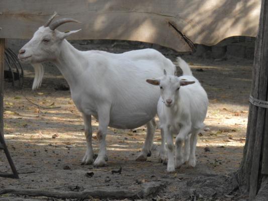 heimattiergarten-tierpark-zoo-fuerstenwalde-tiere-496