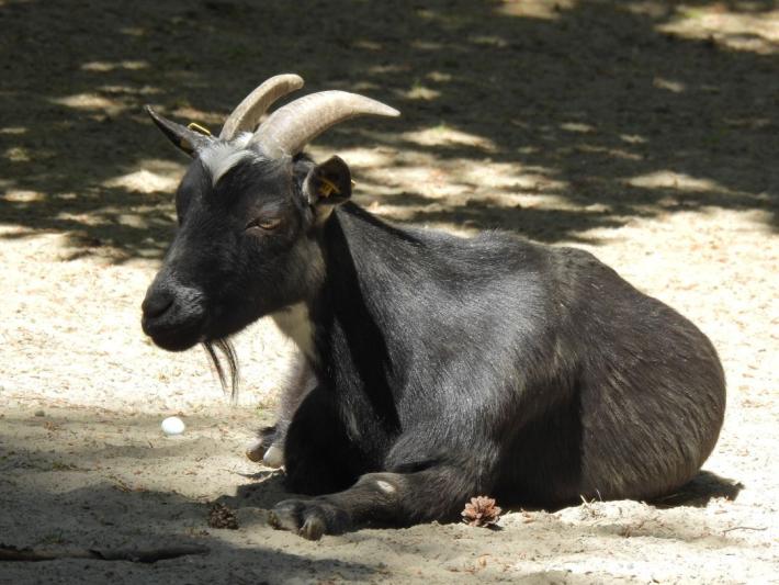 heimattiergarten-tierpark-zoo-fuerstenwalde-tiere-499