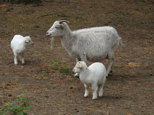 heimattiergarten-tierpark-zoo-fuerstenwalde-tiere-502