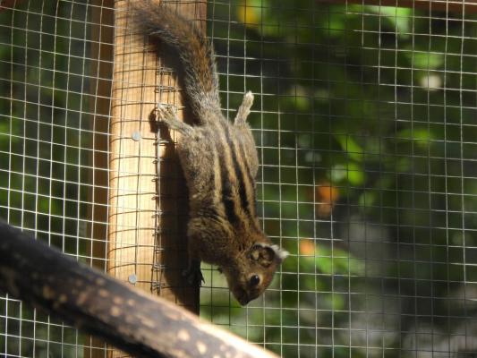 heimattiergarten-tierpark-zoo-fuerstenwalde-tiere-090