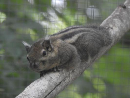 heimattiergarten-tierpark-zoo-fuerstenwalde-tiere-092