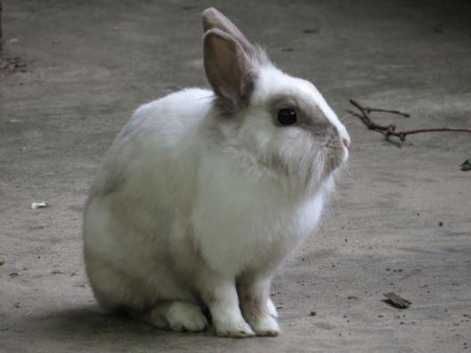 heimattiergarten-tierpark-zoo-fuerstenwalde-tiere-196