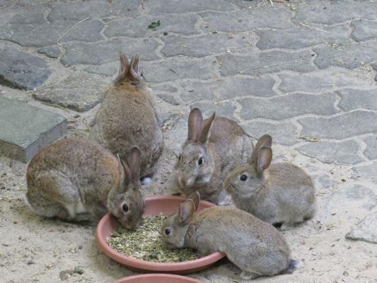 heimattiergarten-tierpark-zoo-fuerstenwalde-tiere-197