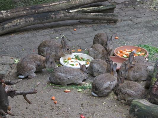 heimattiergarten-tierpark-zoo-fuerstenwalde-tiere-198