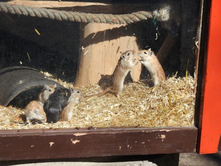 heimattiergarten-tierpark-zoo-fuerstenwalde-tiere-268