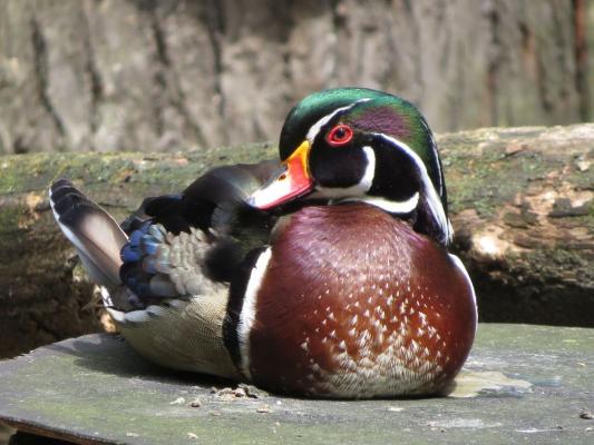 heimattiergarten-tierpark-zoo-fuerstenwalde-tiere-067