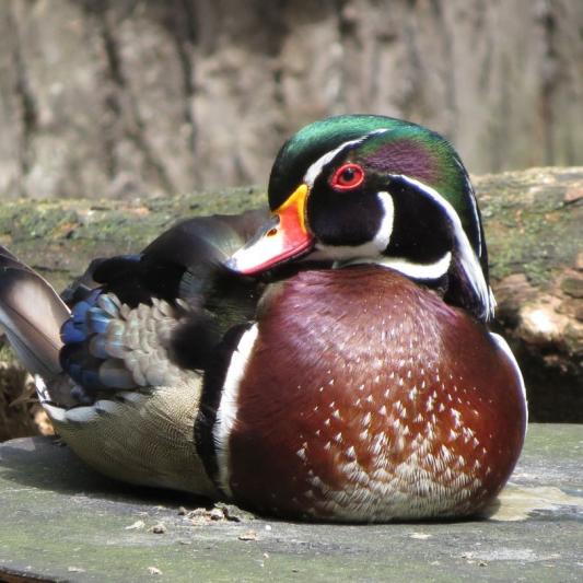 heimattiergarten-tierpark-zoo-fuerstenwalde-tiere-067
