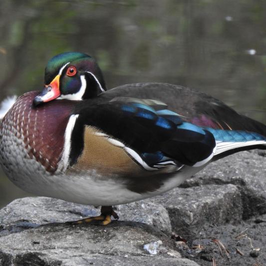 heimattiergarten-tierpark-zoo-fuerstenwalde-tiere-074