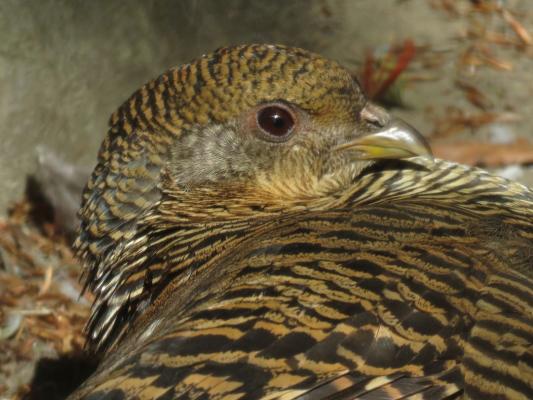 heimattiergarten-tierpark-zoo-fuerstenwalde-tiere-113