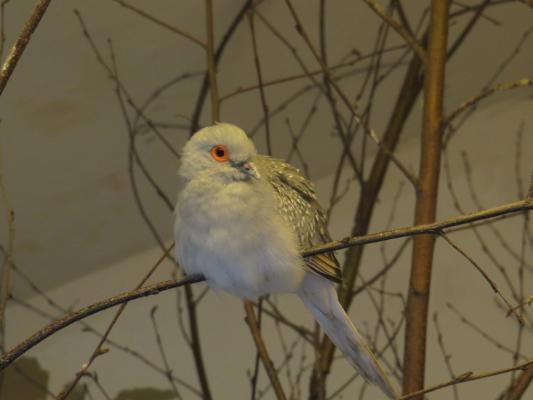 heimattiergarten-tierpark-zoo-fuerstenwalde-tiere-116